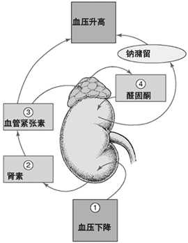 血压的调节
