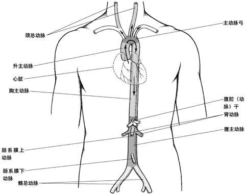 主动脉及其主要分支