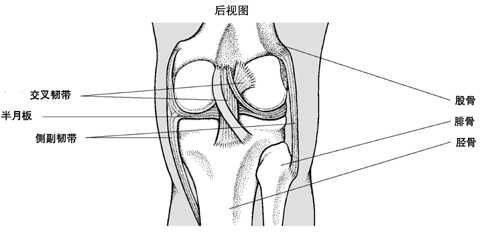 膝的内部结构(后面)