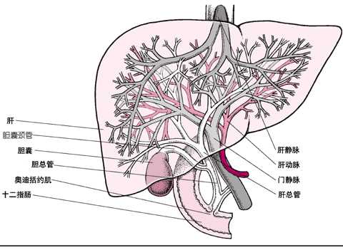 肝和胆囊透视图
