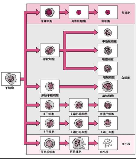 血细胞的发生
