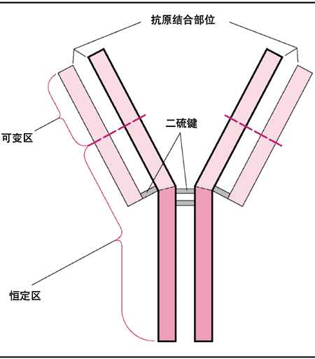 抗体的基本Y型结构