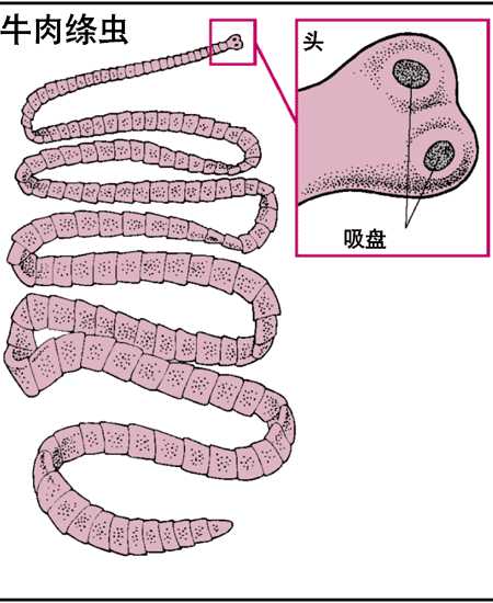 牛肉绦虫