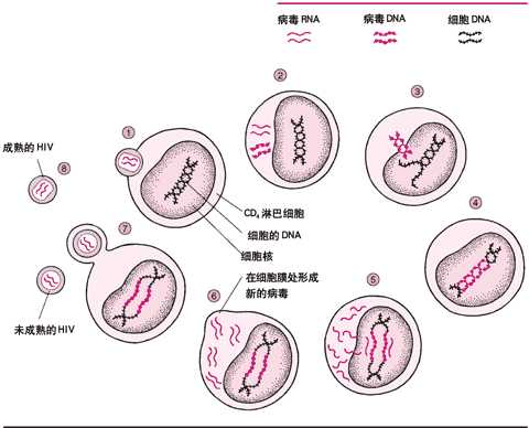 人类免疫缺陷病毒的简要生活史