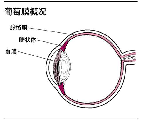 葡萄膜