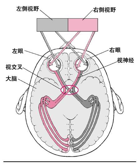 视觉传导通路