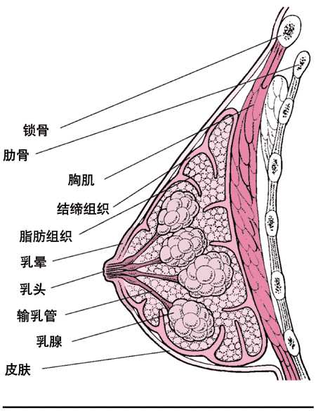 乳腺内部结构图片图片