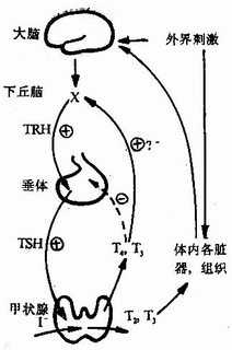 下丘脑-垂体-甲状腺轴反馈关系