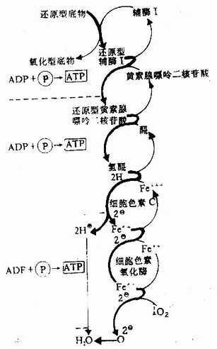 黄素蛋白和醌在电子传递链中的作用