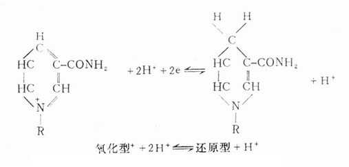 含有烟酸的一些辅酶的氢受体的功能