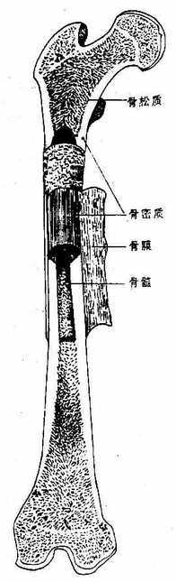骨的构造模式图
