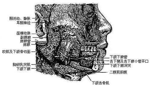 唾液腺(右)