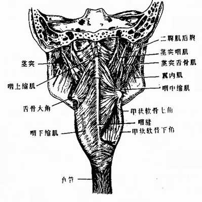 咽肌后面观