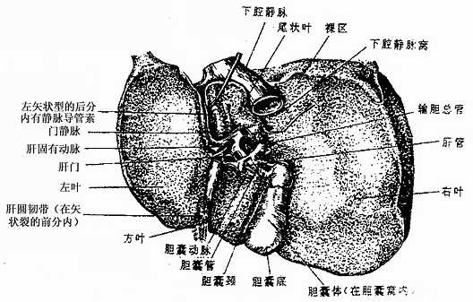 肝的下面