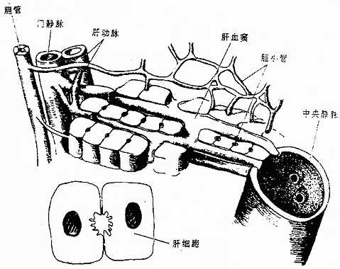 肝的结构
