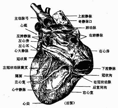 心脏