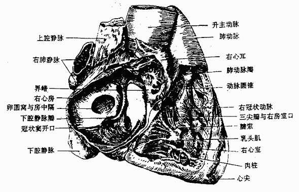 右心房与右心室(右面观)