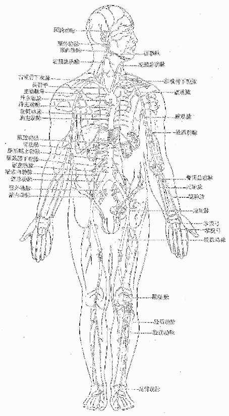 主动脉及各体部的主要动脉