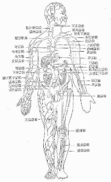 上、下腔静脉各体部的主要静脉