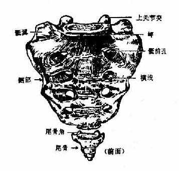 骶骨和尾骨