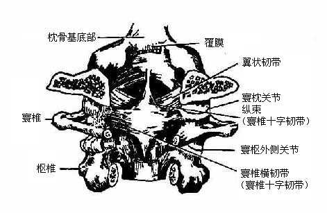 环枕、环枢关节