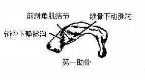 肋骨