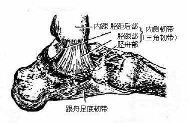 距小腿关节与跗骨间关节及其韧带（内侧面）