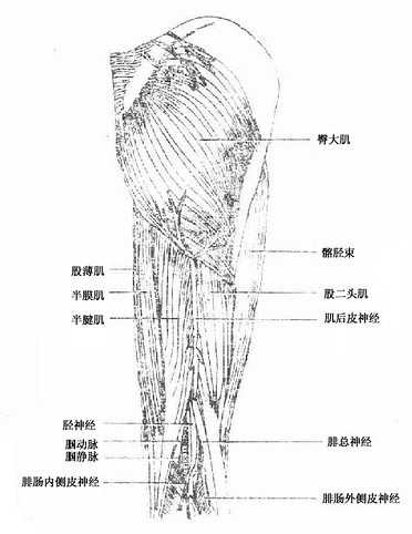 臀部股后部浅层肌、血管及神经