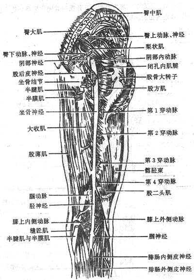 臀区、股后区和?N窝深层肌与血管神经