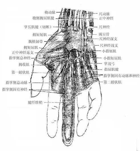 手掌深层结构