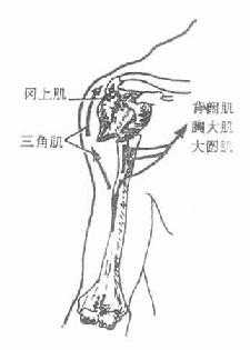 肱骨外科颈骨折