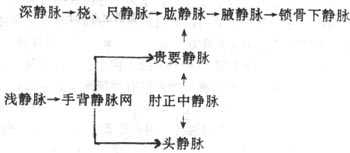 上肢的静脉