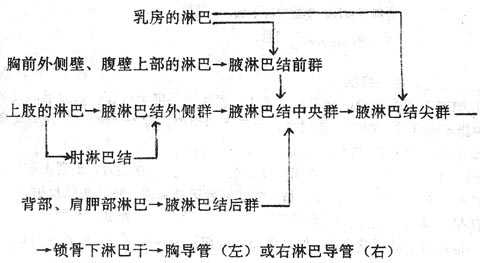 上肢的淋巴回流