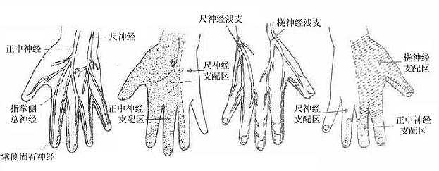 手皮肤的神经分布