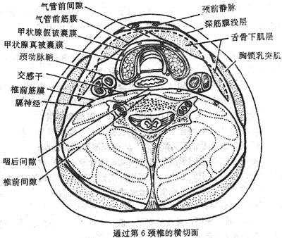 颈筋膜及颈筋膜间隙(横切面)