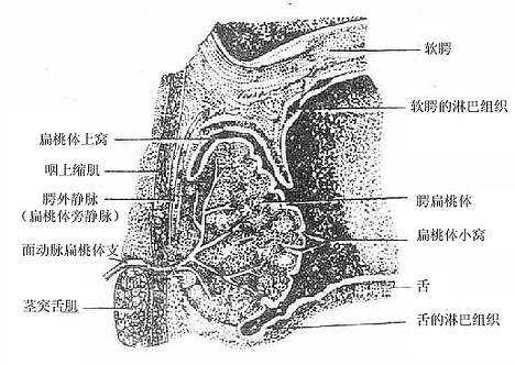 腭扁桃体冠状面