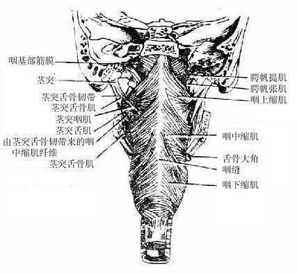 咽部肌(后面观)