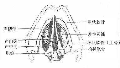 弹性圆锥