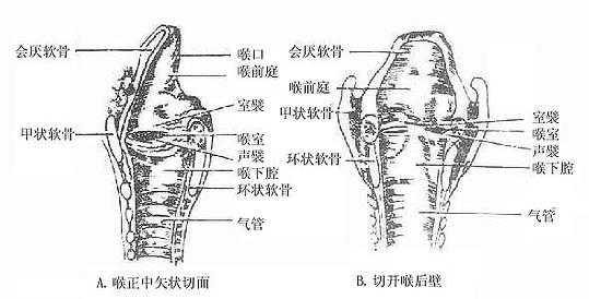 喉腔断面