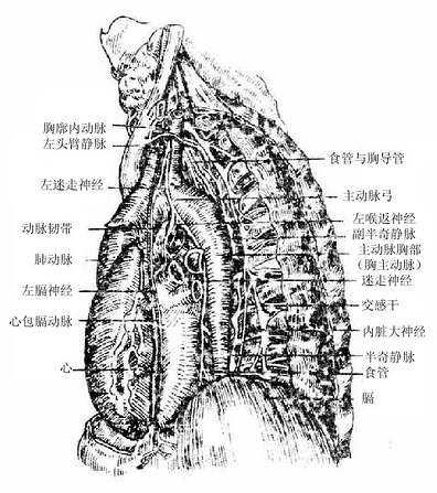纵隔的左侧面观