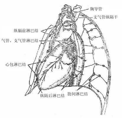 胸腔内的淋巴回流