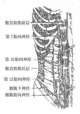 腹前壁的神经