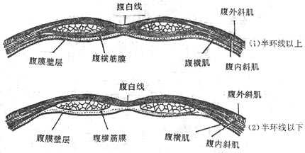 腹直肌鞘