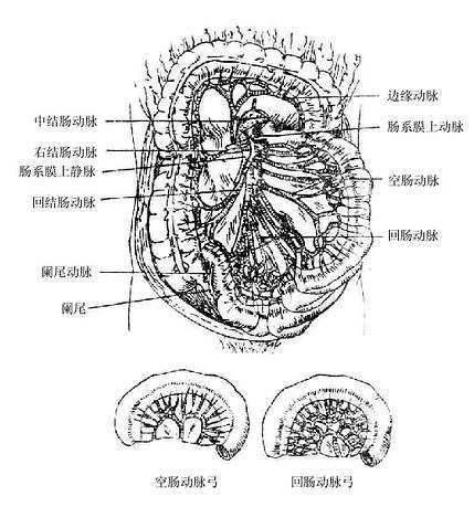 肠系膜上动脉