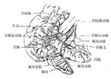 回结肠动脉