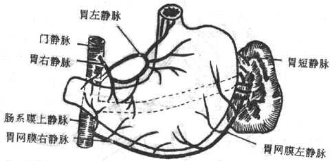 胃的静脉