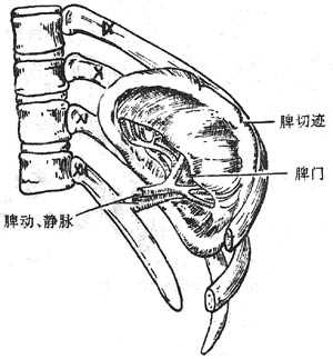 脾(脏面)