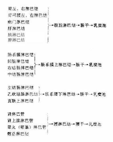 脏器