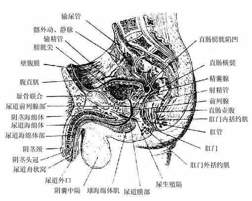 男性骨盆正中矢状断面