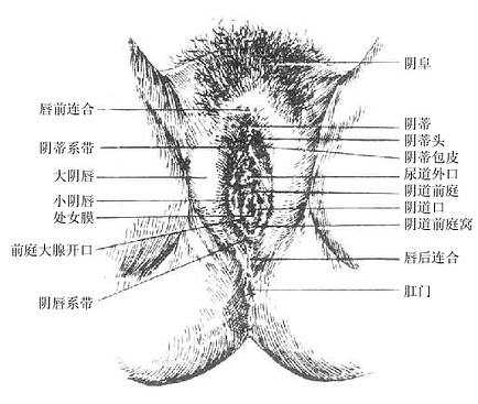 女性外生殖器